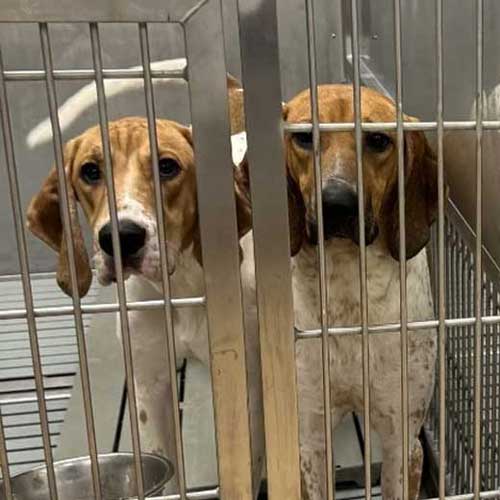 Dogs of St. Joseph, London Ontario