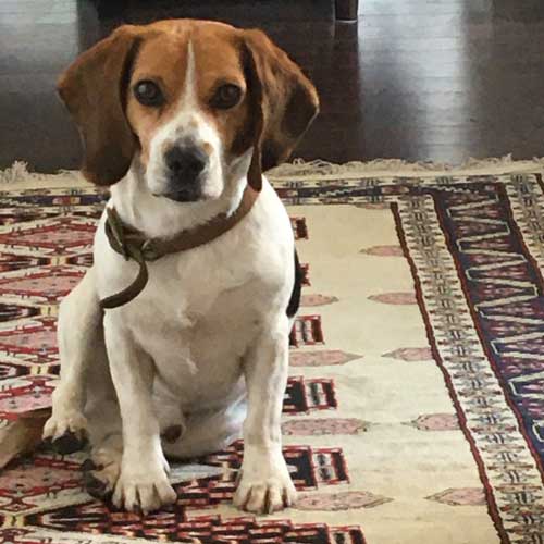 Louis the Beagle, Tribute