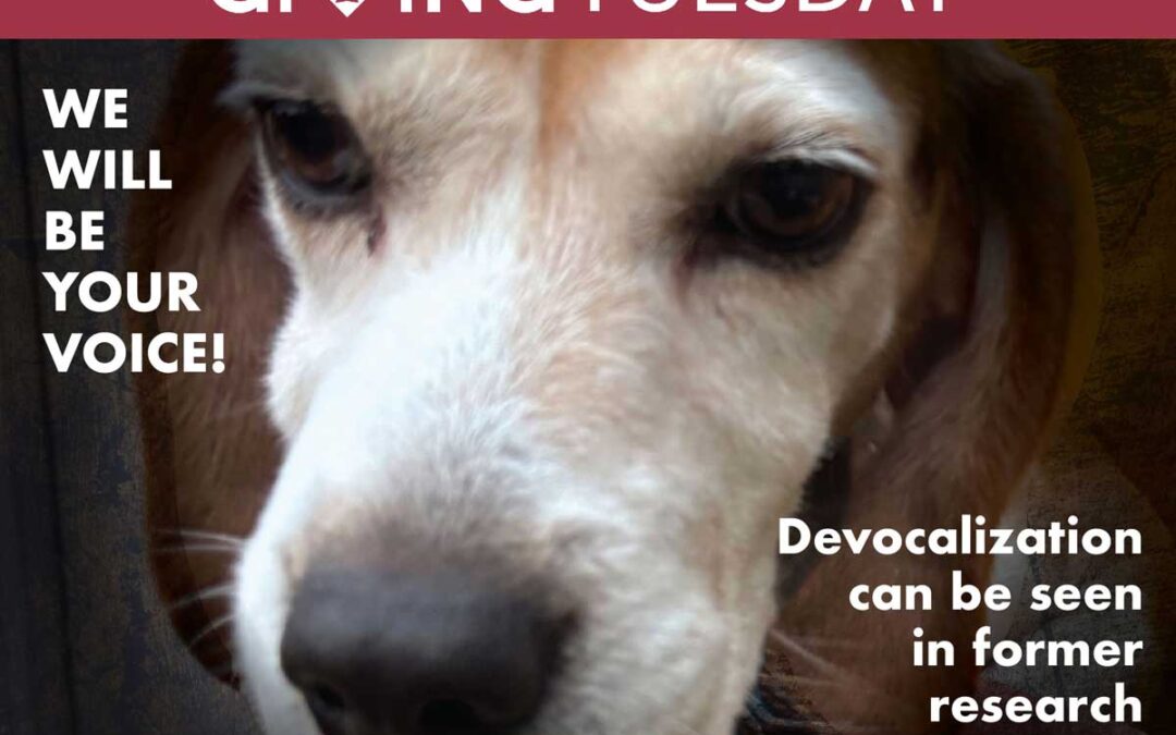 When Former Research Dogs Lose Their Voice