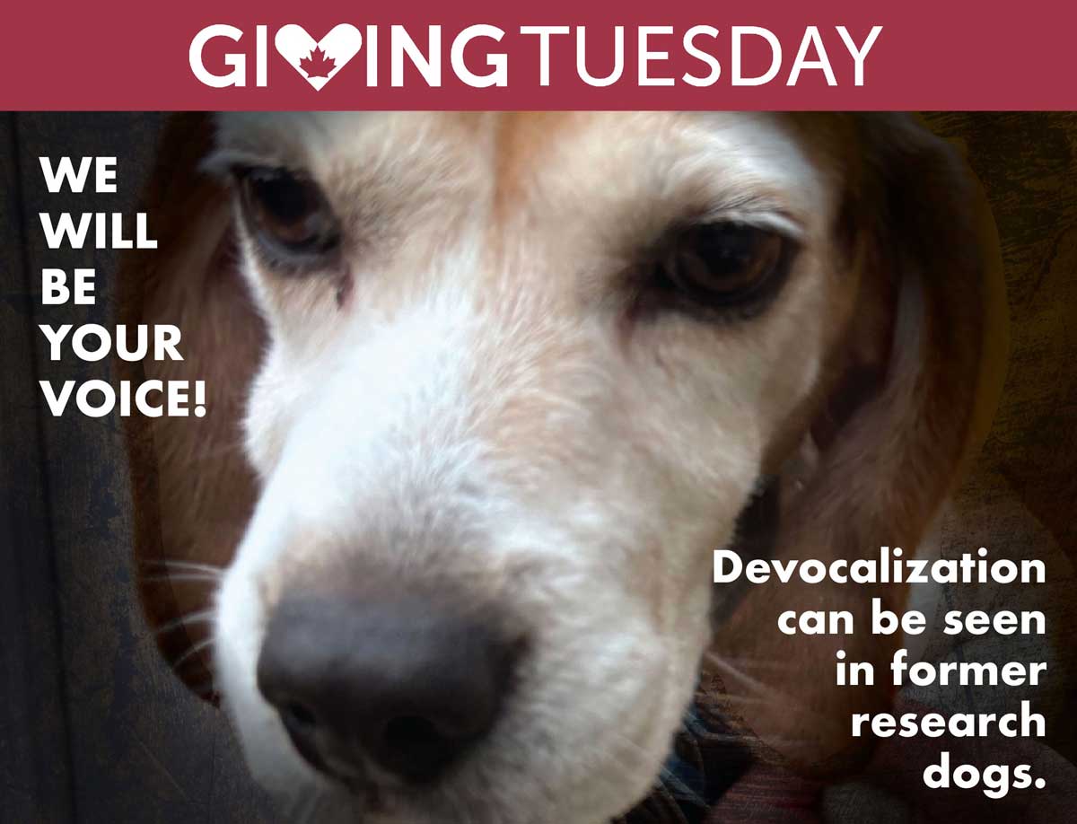 When Former Research Dogs Lose Their Voice