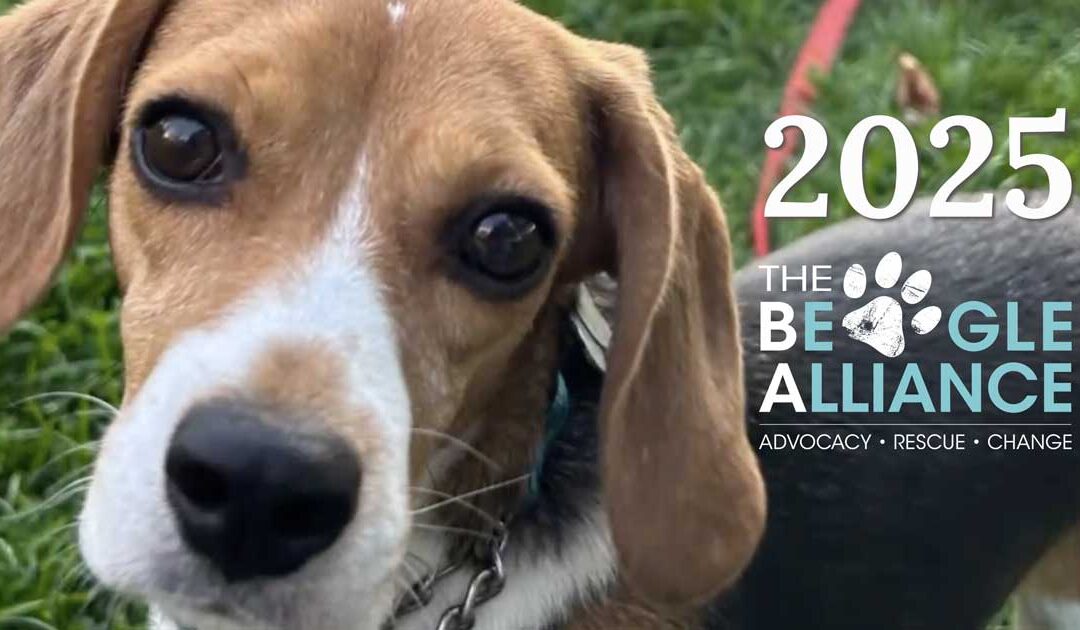 2025 – A Year in Review