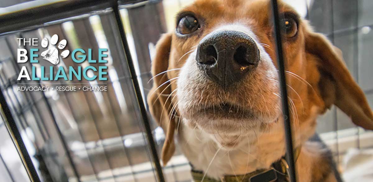 The Beagle Alliance - Photo by Hillary Halliwell