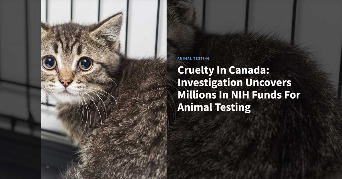 Airdrie yard becomes gateway to freedom for 14 rescued beagles