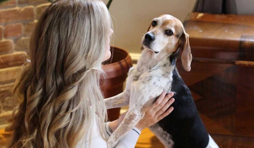 Nives Ilic’s Story of Adopting Former Research Beagle Mack