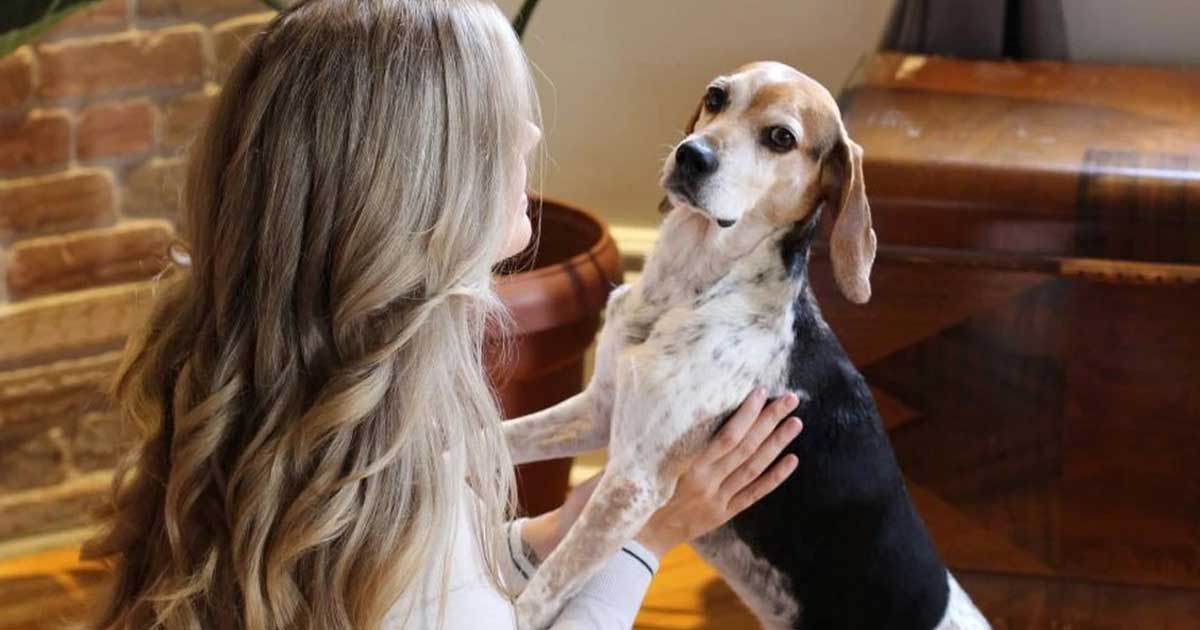 Airdrie yard becomes gateway to freedom for 14 rescued beagles