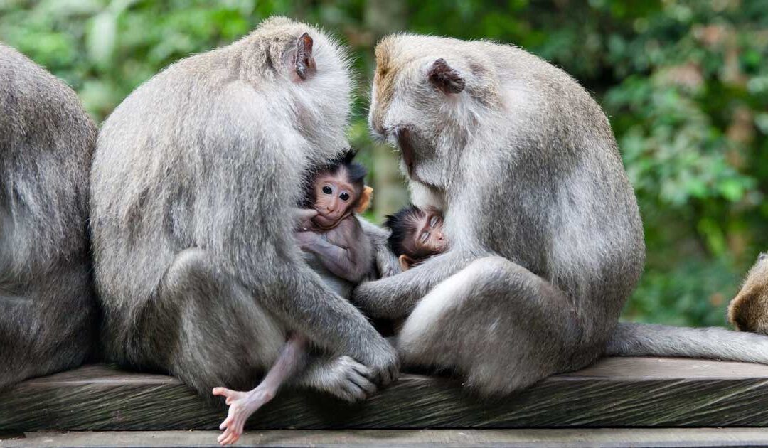 Stop the Import of Cambodian Macaques into Canada for Research