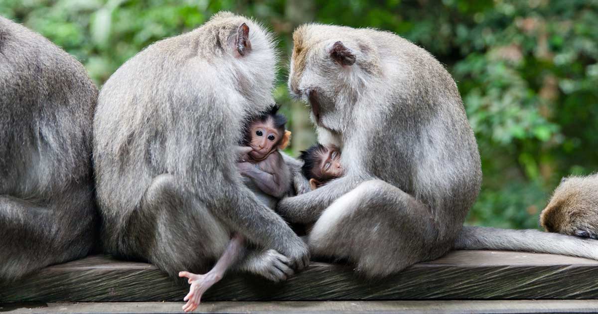 Stop the Import of Cambodian Macaques into Canada for Research