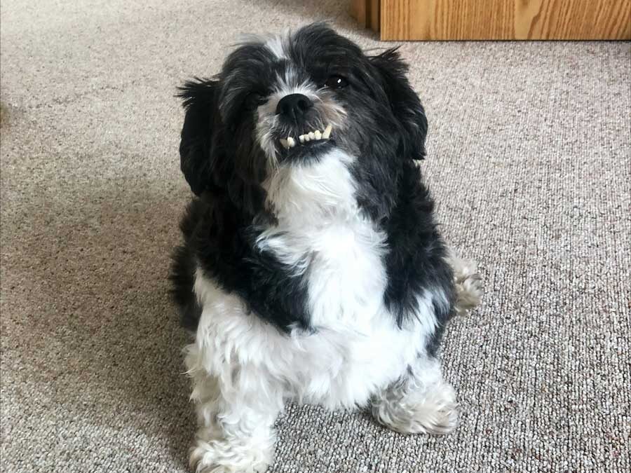 Love Letter to Cooper