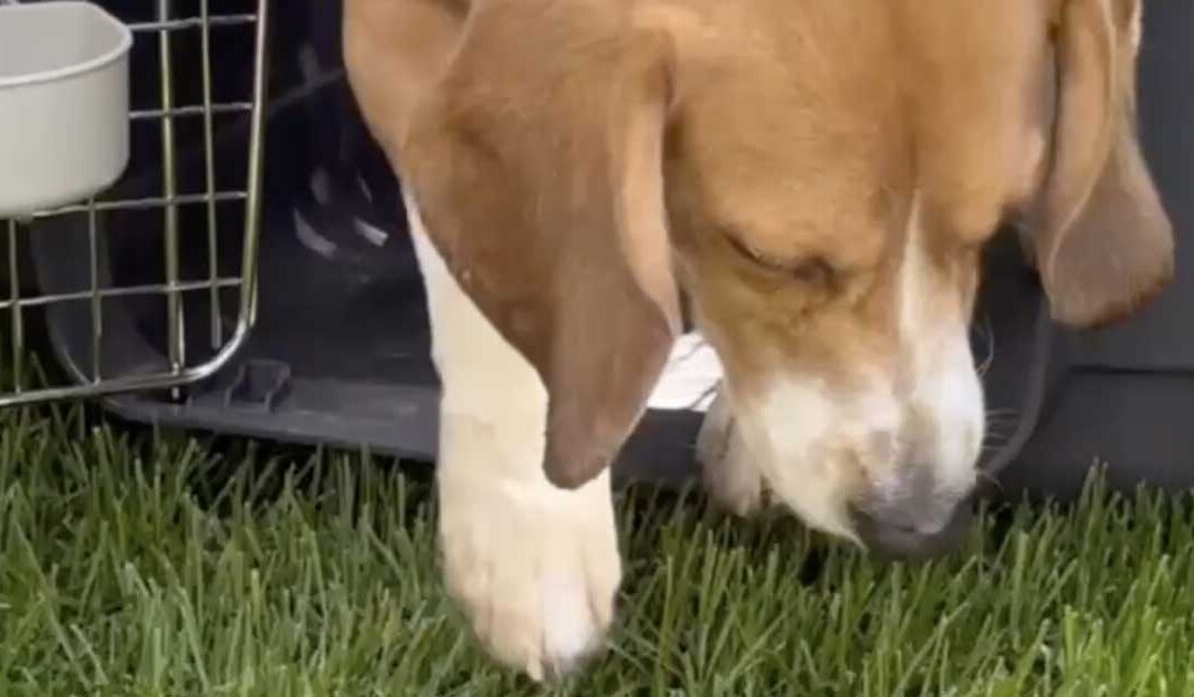 Operation LAB to LOVE – April 2026