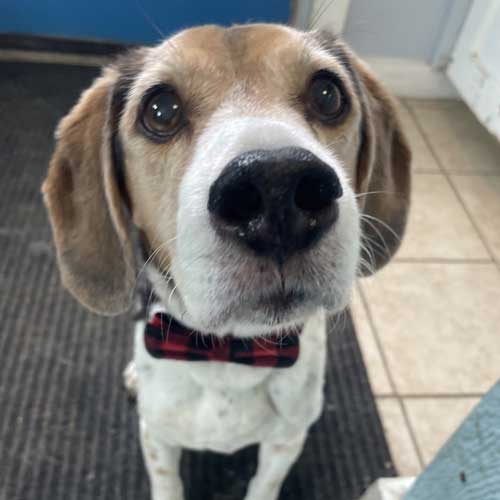 Honouring Sir Reginald