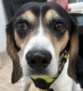 Bear, a former research beagle