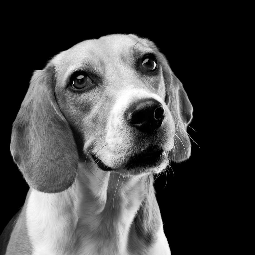 Black and White Beagle