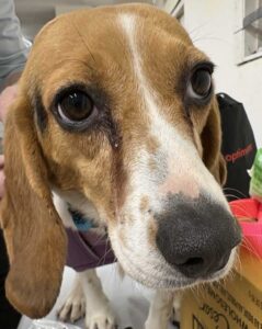 Jingle, a former research beagle