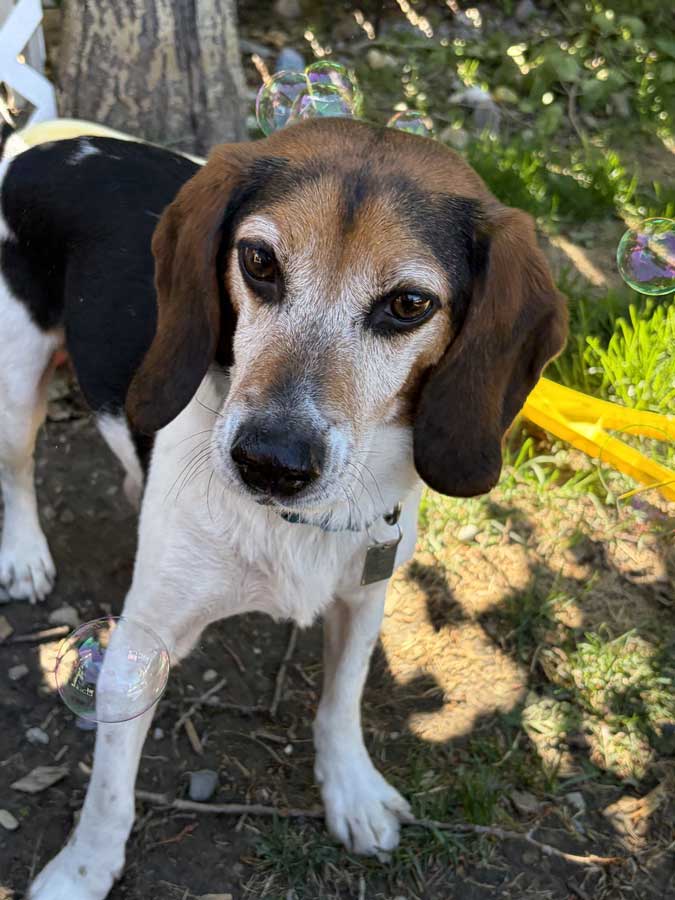 Joey, Former Research Beagle Joey, Former Research Beagle
