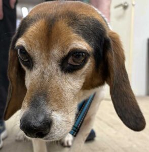 Joey, a former research beagle