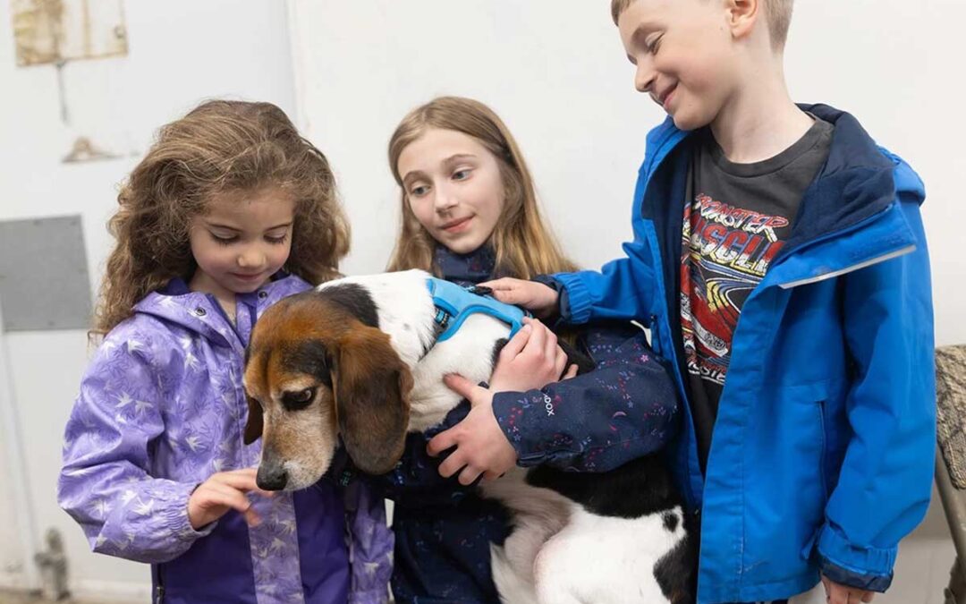 Five beagles rescued from research laboratories released to fosters in Calgary
