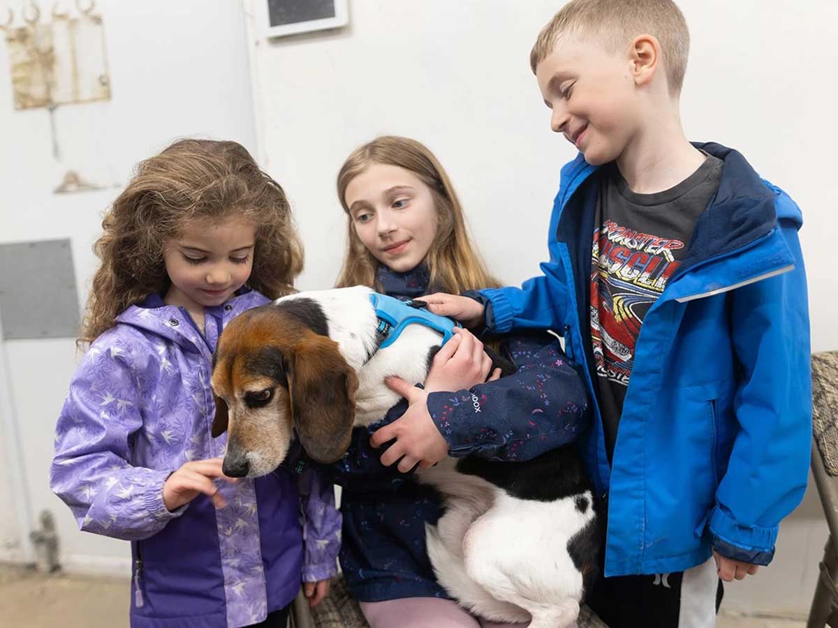 Airdrie yard becomes gateway to freedom for 14 rescued beagles