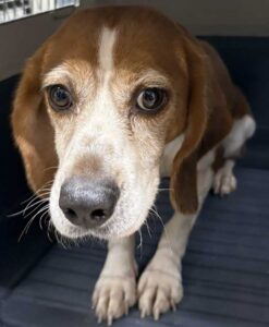 Trixie, a former research beagle