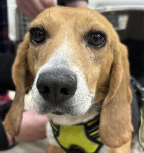 Twinkle, a former research beagle