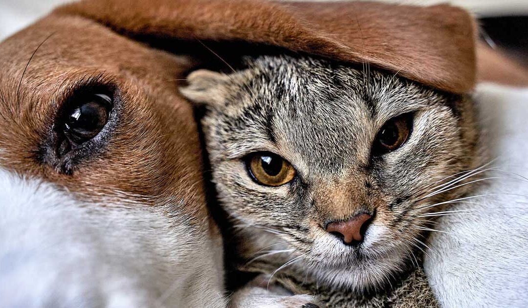Ontario Bans Invasive Testing on Dogs and Cats!