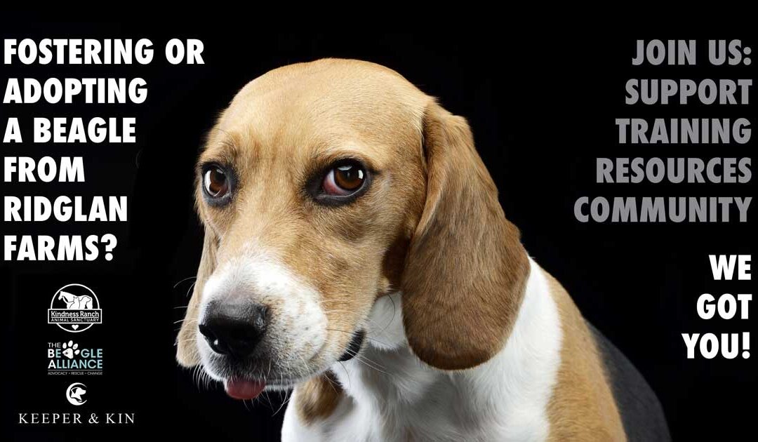 Support for Fosters, Adopters and Rescue Organizations of Ridglan Farms Beagles