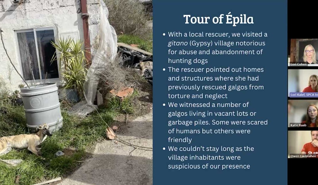 May Town Hall – SPCA International
