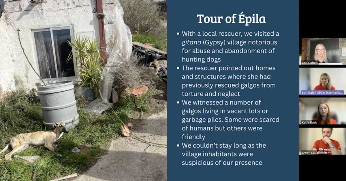May Town Hall – SPCA International