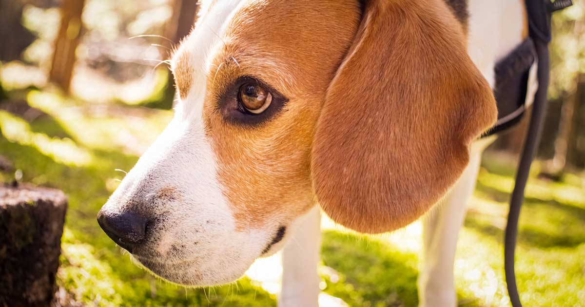 Beagles Released to Foster Homes from Canadian Vet College