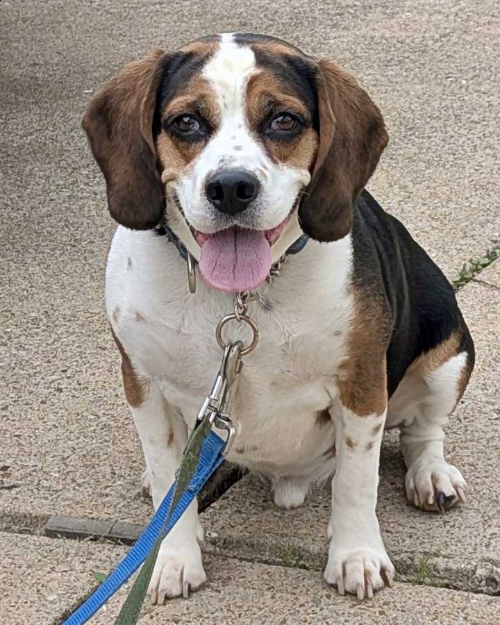 Blue the Beagle Blue the Beagle is looking for his forever home
