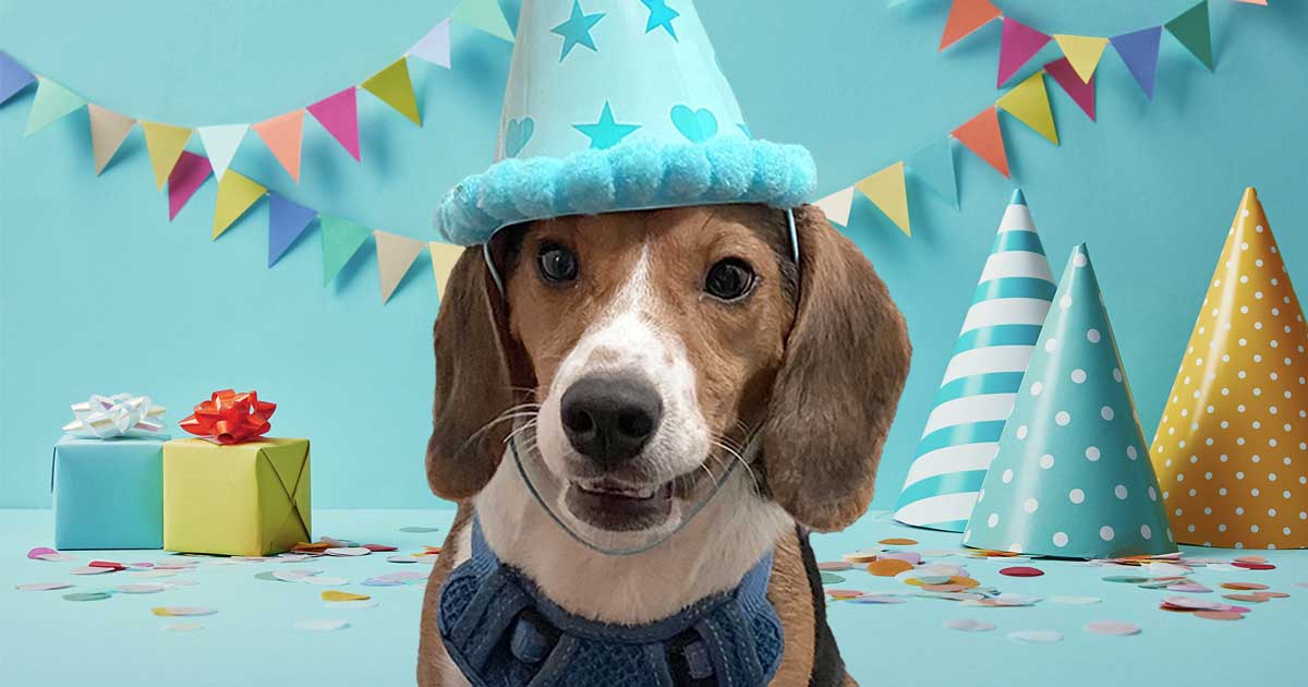 Happy 4th Birthday to The Beagle Alliance