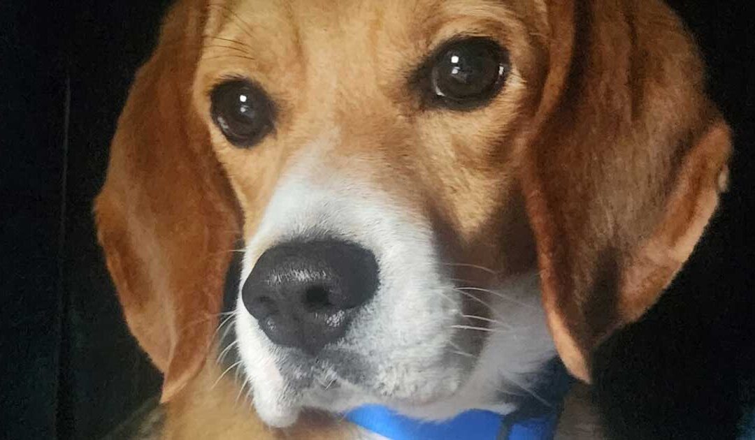 Ranger