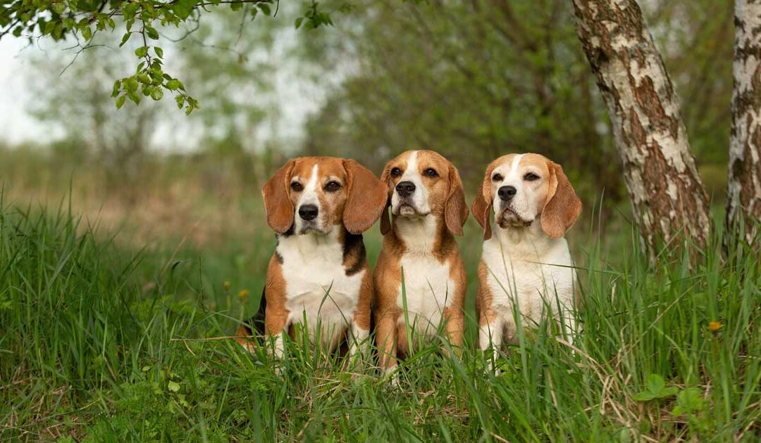 The Beagle Alliance Clarifies Their Position