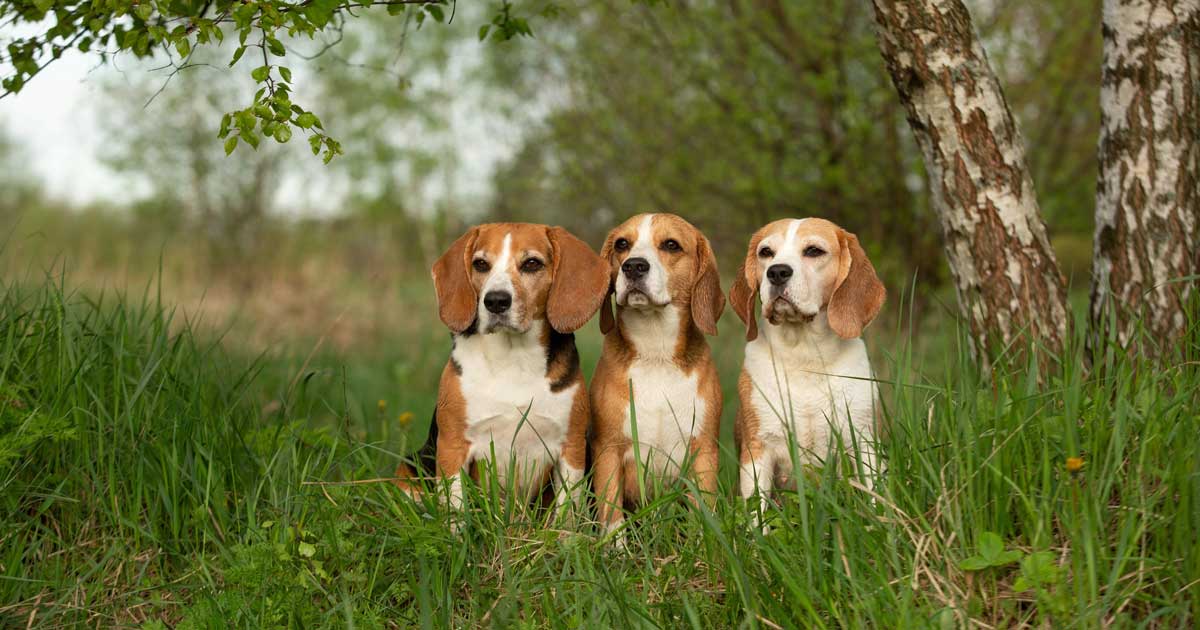 The Beagle Alliance Clarifies Their Position