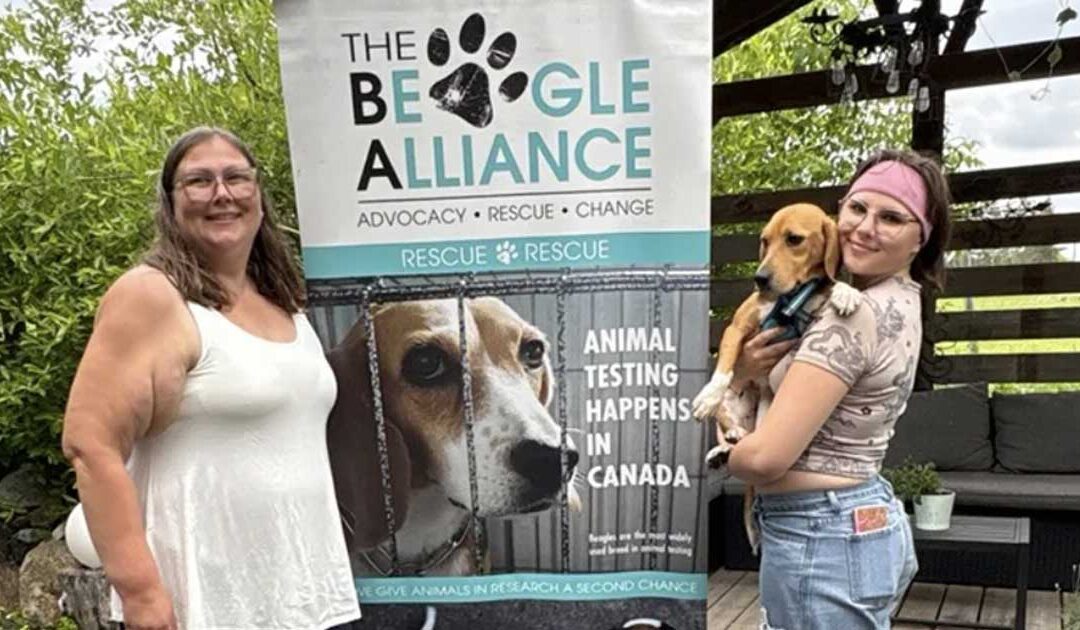 Former laboratory beagles begin new lives through Anola rescue