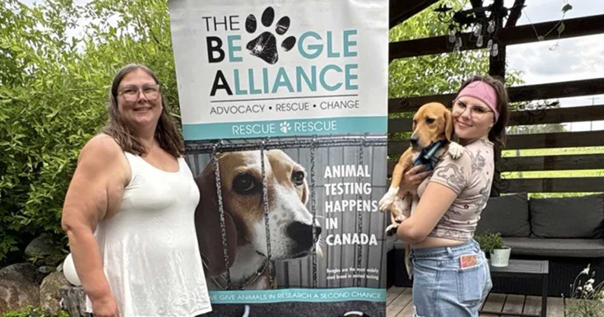 Airdrie yard becomes gateway to freedom for 14 rescued beagles