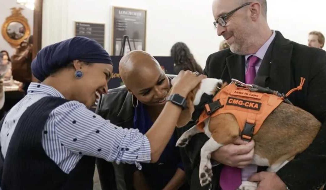 This Beagle Is An ‘Accidental Ambassador’ For Former Research Dogs