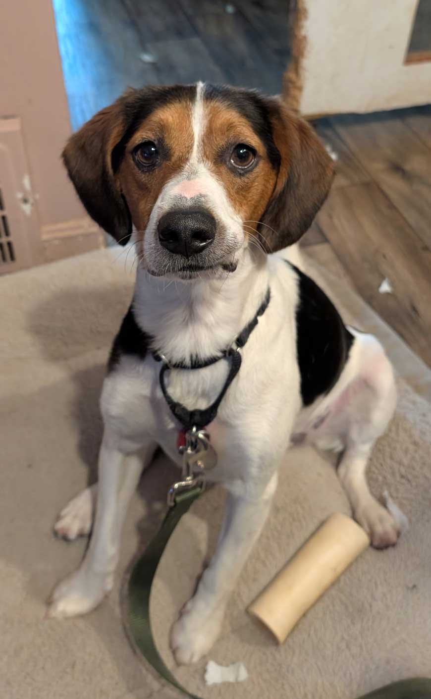 Ziggy, Abandoned Beagle Ziggy, Abandoned Beagle