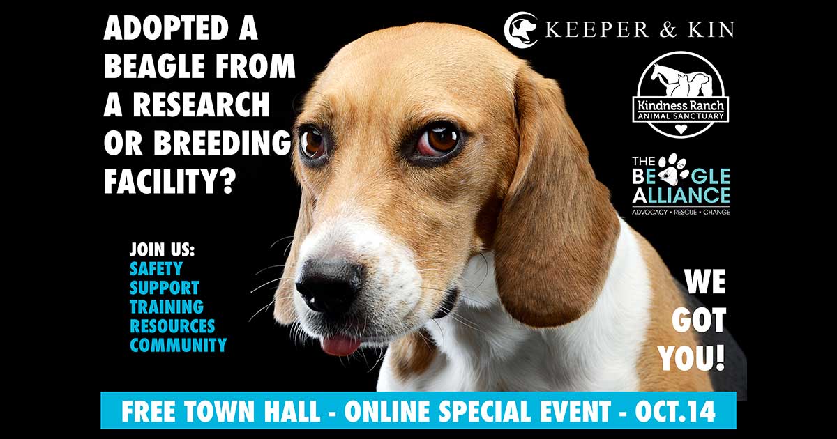 Training for Your Adopted Beagle Oct 14, 2026