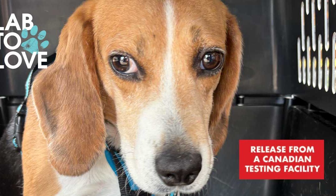 First Major Release of Dogs from a Canadian Testing Facility