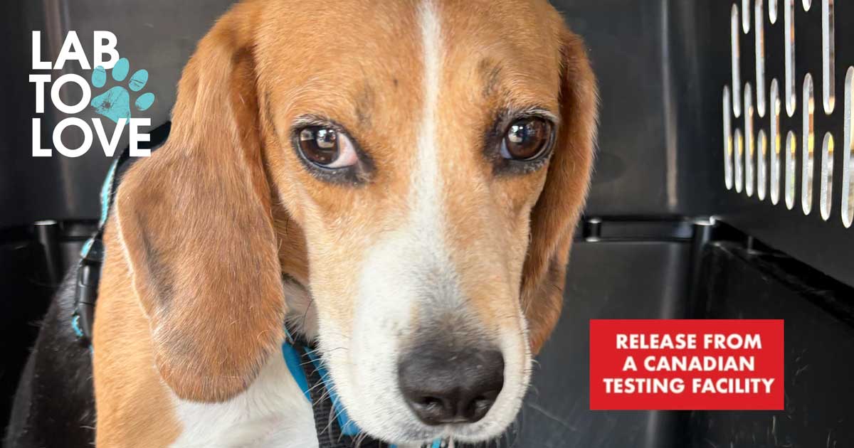First Major Release of Dogs from a Canadian Testing Facility