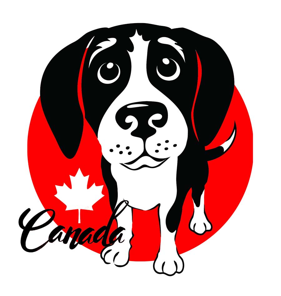 Beagle with Canadian Maple Leaf